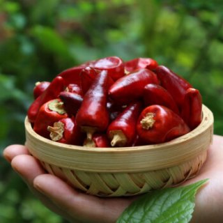 爱蜀味 四川地道中辣超香子弹头辣椒90g 干辣椒 干锅火锅常备调味料