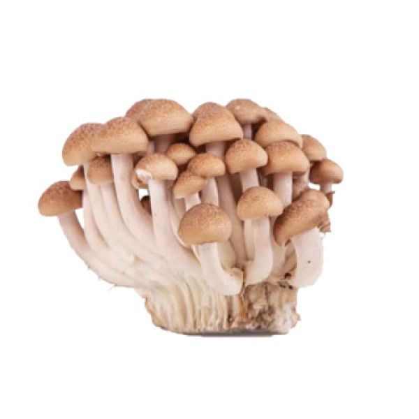 鲜特莱 企业餐饮装 蟹味菇 100g/袋