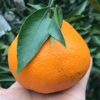 商品三苏农家 眉山枇杷柑 丑橘 净重2.25kg 中果 12-16个