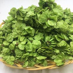 2020榆钱新鲜榆串野菜现摘榆钱子槐花3斤35.2多省包邮