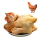 抄作业：温氏 老母鸡（散养500+天）/散养土黄鸡/农养大公鸡 1.2kg