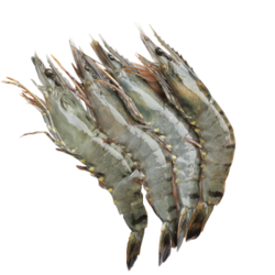 黑虎虾越南活冻黑虎虾 生鲜虾类 虎虾 毛重600g/盒 拍1发3盒13-14厘米