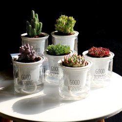 拾春约水培多肉植物组合盆栽套装室内懒人易养净化空气桌面绿植 什么值得买