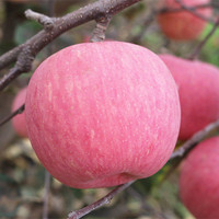 新鲜红富士水果现摘苹果脆甜丑现货脆苹果大果10斤