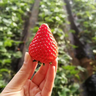 集鲜锋 草莓 1kg