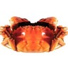 颜氏蟹业 大闸蟹 2kg （4对 母蟹 2.8-3.1+公蟹 3.8-4.1）