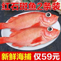 红石斑鱼冷冻整条深海海捕大龙胆鱼富贵鱼深海鱼鲜活海鲜水产斑鱼多少钱 什么值得买