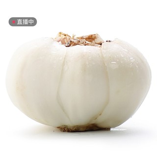 小马乐活 兰州鲜百合  500g-600g