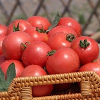 鲜谷果元 普罗旺斯西红柿包邮 四斤装 约20粒