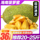 海南黄肉菠萝蜜15-40斤新鲜孕妇水果包邮一整个当季整箱红心肉30