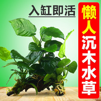CRAZY STONE 水榕沉木水族箱水草造景鱼缸造景套餐 水草莫斯鱼缸装饰