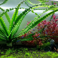 后景水草鱼缸造景活体植物龙鞭水草水下繁殖易养水草大小龙鞭草