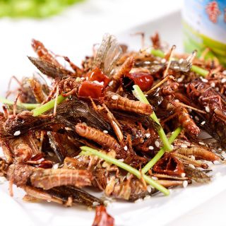 商品网红新鲜油炸蚂蚱即食香辣蝗虫零食昆虫活体活虫蚱蜢虫子美食