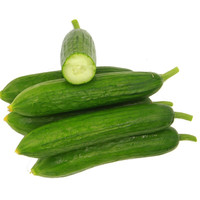 唐鲜生 现摘水果黄瓜   5斤/件