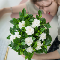 栀芯 室内绿植栀子花（带盆） *2件