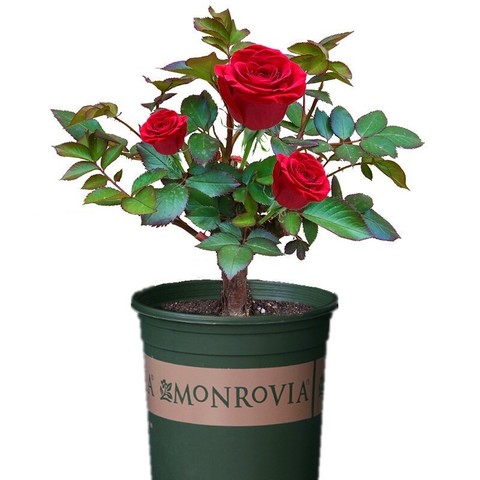 盆栽玫瑰花的养殖方法图片
