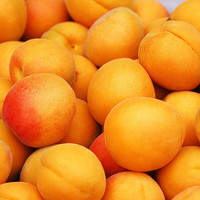 渭北情 金太阳大黄杏 5斤装