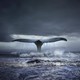 波兰艺术家TOMASZ 限量 摄影作品《蓝鲸》 装饰画