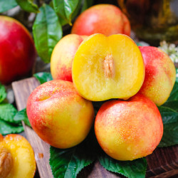 现摘黄心油桃水果5斤