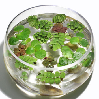 鱼缸浮萍水草活体植物浮性no3净化水质微景观水族箱浮萍随机12颗套餐 品种4 6种 报价价格评测怎么样 什么值得买