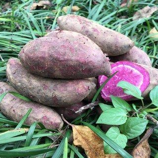 果珍甄 沙地紫薯 9斤