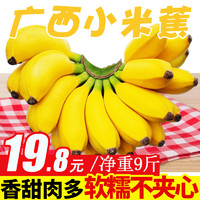 纯香果 广西香蕉新鲜9斤当季自然熟芭蕉水果小米蕉皇帝蕉甜整箱10