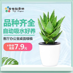 世纪奥桥（ShijiAoqiao） 绿植盆栽文竹发财树绿萝芦荟栀子