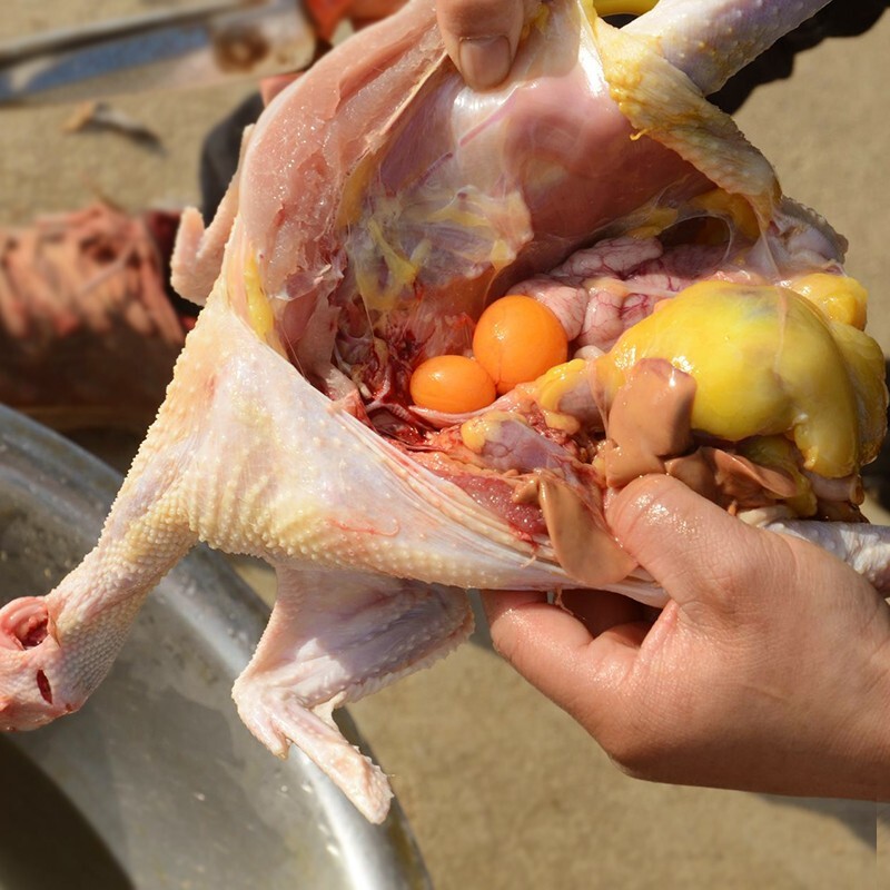 仓帝 新鲜现宰土鸡老母鸡 杀前约2.7斤/只 *2件