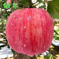 新鲜红富士苹果水果冰糖心5斤好吃的一整箱陕西洛川平果生鲜萍果 5斤装 *2件