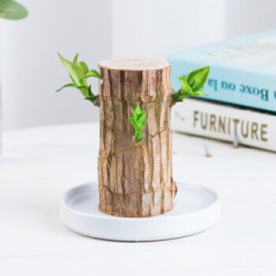 省27元 醉花枝巴西木盆栽 直径5cm左右 含盆 什么值得买