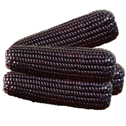 冀垣棒棒香 甜香黑糯玉米棒 6支装 *2件 凑单品