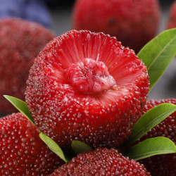 高山杨梅 8斤精选果