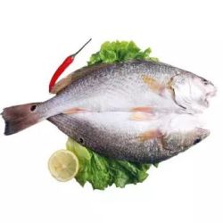 壹条鱻冷冻三去美国红鱼斑点尾鲈450g1条10件壹条鱻免浆去骨黑鱼片250