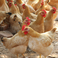 淘穗 土鸡杀后约1000g 农家童子鸡草鸡整鸡肉顺丰发货 *4件