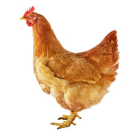 淇翔 散养童子鸡 0.75kg