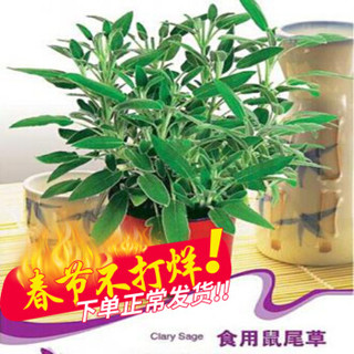 鼠尾草种子 花卉种子 阳台庭院种植 蓝色鼠尾草 颜色齐全 食用鼠尾草