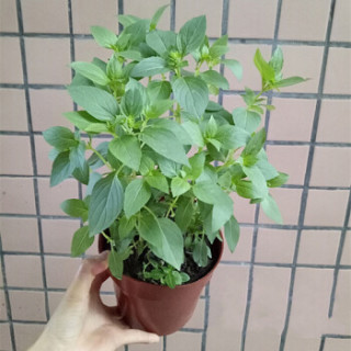 朵絮鲜花绿植 九层塔罗勒叶盆栽阳台百里香食用煮菜泡水香草香料泡水薄荷九层塔金不换白骨简易盆130 带盆栽好 报价价格评测怎么样 什么值得买 朵絮鲜花绿植 九层塔罗勒叶盆栽阳台百里香食用煮菜泡水香草香料泡水薄荷九层塔金不换白骨简易盆130 带盆栽好 报价价格评测怎么样 什么值得买
