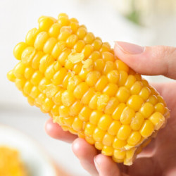 张家口 万全玉米棒 4根装