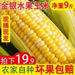 云南金银水果玉米新鲜现摘生吃甜玉米棒子即食带皮9斤爆浆嫩苞谷