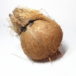 海南特产老椰子500g4