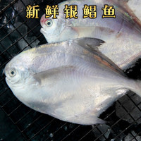 银鲳鱼鲜活海鲜冷冻 白鲳鱼新鲜水产平鱼镜鱼海鱼扁鱼 1斤