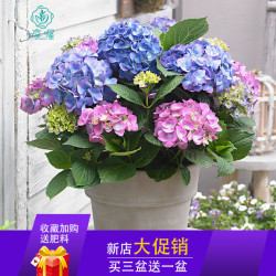 无尽夏绣球花苗盆栽花卉植物大花室内好养的花四季开花不断易成活 什么值得买