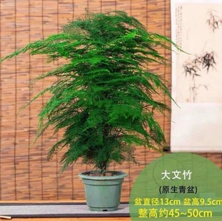 且末 大文竹盆栽 含盆 (20-30cm)