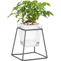 红豆（Hodo）幸福树 铁艺花架透明吸水盆绿植盆栽 办公室桌面室内居家阳台绿植花卉 带盆栽好