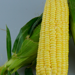 云南金黄白水果甜玉米10斤银