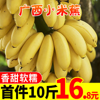 广西小米蕉当季水果香蕉新鲜10斤自然熟香蕉banana整箱芭蕉包邮十