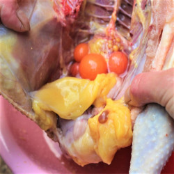 发2整只老母鸡现杀新鲜2年农家散养山林黄油走草地笨柴土鸡肉正宗