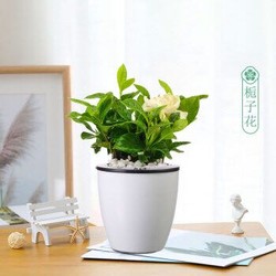 醉花枝 栀子花 桌面绿植 2盆装