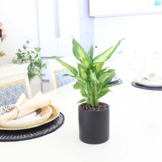 花七休 粉黛万年青黑陶花盆 绿植花卉盆栽 室内居家桌面阳台办公室绿植 带盆栽好