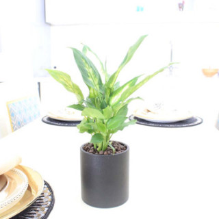 花七休 粉黛万年青黑陶花盆 绿植花卉盆栽 室内居家桌面阳台办公室绿植 带盆栽好